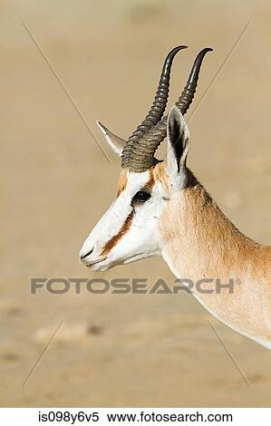Springbok, portrait View Large Photo Image Stock Photography - Springbok, portrait. Fotosearch