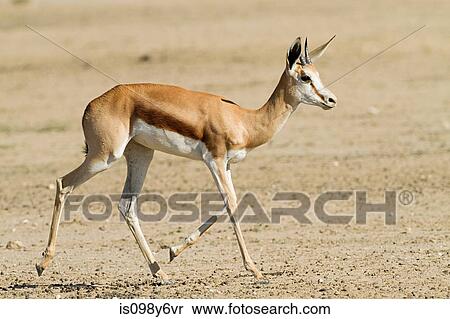 Springbok, portrait View Large Photo Image Stock Photography - Springbok, portrait. Fotosearch
