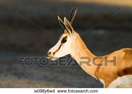 Springbok sticking out tongue View Large Photo Image Stock Image - Springbok sticking out tongue. Fotosearch