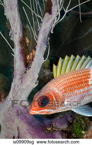 Squirrelfish and sea plume View Large Photo Image Stock Image - Squirrelfish and sea plume. Fotosearch