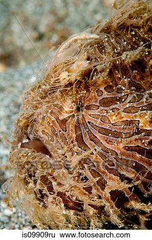 Stock Photograph - Striated frogfish. Fotosearch