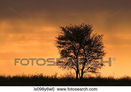 Sunset, Kalahari Desert, Southern Africa, Africa View Large Photo Image Stock Image - Sunset, Kalahari Desert, Southern Africa, Africa. Fotosearch