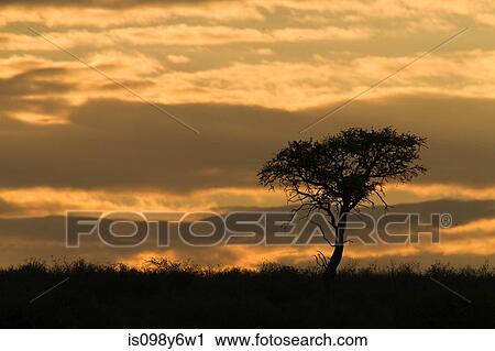 Sunset, Kalahari Desert, Southern Africa, Africa View Large Photo Image Stock Image - Sunset, Kalahari Desert, Southern Africa, Africa. Fotosearch