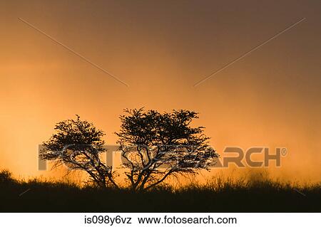Stock Photo - Sunset, Kalahari Desert, Southern Africa, Africa. Fotosearch