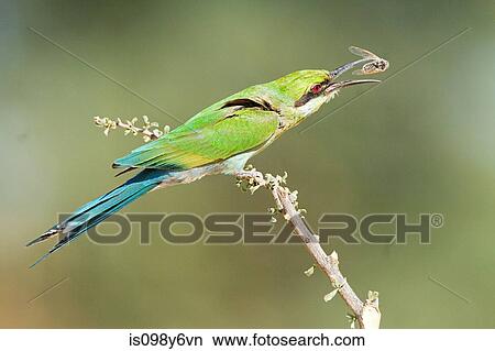 Swallow tailed bee eater perching on branch View Large Photo Image Picture - Swallow tailed bee eater perching on branch. Fotosearch
