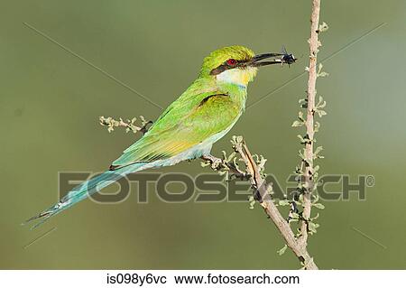 Swallow tailed bee eater perching on branch View Large Photo Image Stock Image - Swallow tailed bee eater perching on branch. Fotosearch