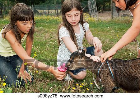 Stock Photo - Three girls with goat kid. Fotosearch
