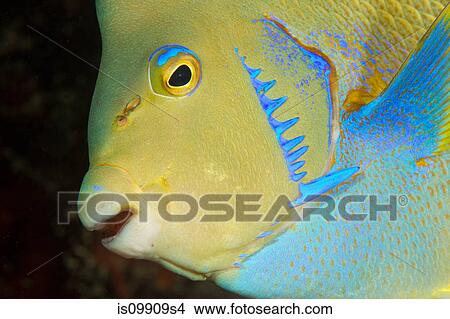 Townsend angelfish, Florida View Large Photo Image Picture - Townsend angelfish, Florida. Fotosearch