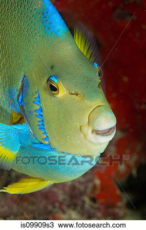 Townsend Angelfish, Florida View Large Photo Image Stock Image - Townsend Angelfish, Florida. Fotosearch