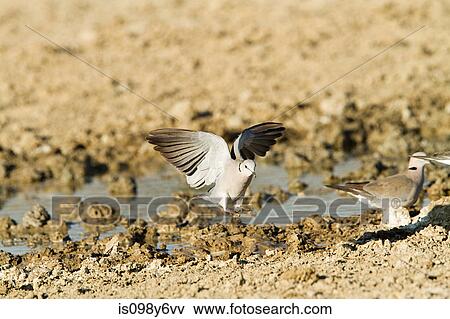 Turtle dove flapping wings View Large Photo Image Stock Photo - Turtle dove flapping wings. Fotosearch