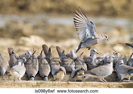 Turtle doves View Large Photo Image Stock Image - Turtle doves. Fotosearch