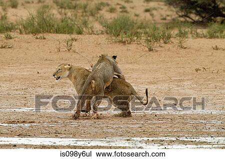 Two lions fighting View Large Photo Image Stock Image - Two lions fighting. Fotosearch