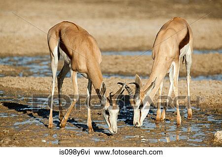Two springbok drinking water View Large Photo Image Stock Image - Two springbok drinking water. Fotosearch