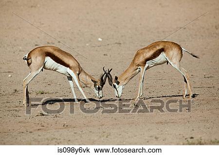 Two springbok fighting View Large Photo Image Stock Image - Two springbok fighting. Fotosearch