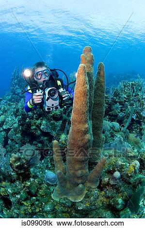Videographer on coral reef View Large Photo Image Stock Image - Videographer on coral reef. Fotosearch