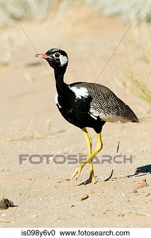 White quilled bustard, portrait View Large Photo Image Stock Image - White quilled bustard, portrait. Fotosearch