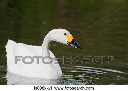 Whooper swan on water View Large Photo Image Stock Image - Whooper swan on water. Fotosearch
