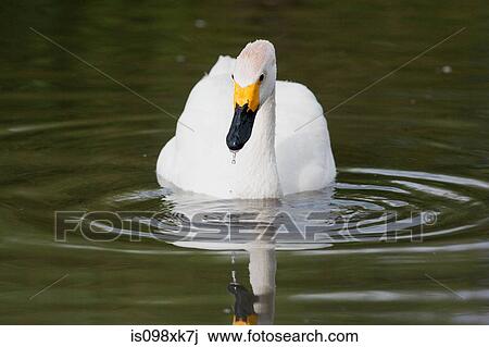Whooper swan on water View Large Photo Image Stock Image - Whooper swan on water. Fotosearch