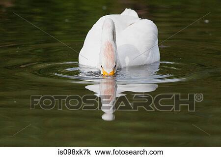 Whooper swan on water View Large Photo Image Stock Image - Whooper swan on water. Fotosearch