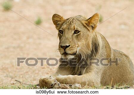 Young male lion, close up View Large Photo Image Stock Image - Young male lion, close up. Fotosearch