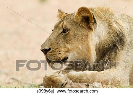 Young male lion, close up View Large Photo Image Stock Image - Young male lion, close up. Fotosearch