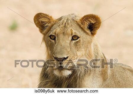 Stock Image - Young male lion, close up. Fotosearch