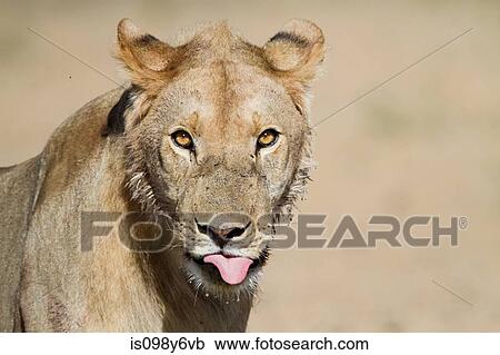 Stock Image - Young male lion, portrait. Fotosearch