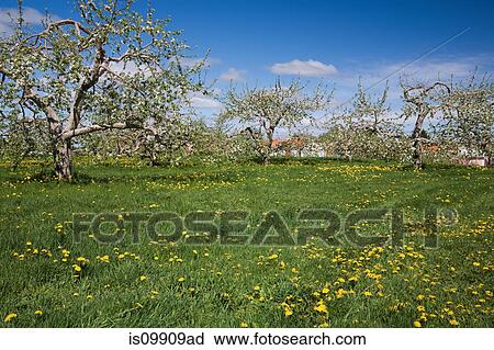 Stock Image - Apple orchard. Fotosearch