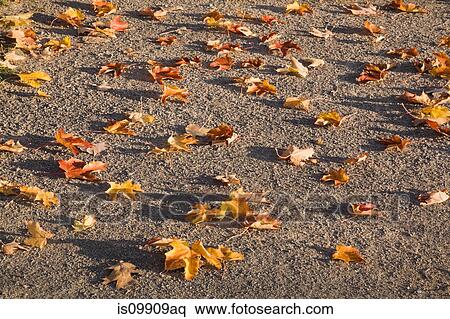 Autumn leaves on the ground View Large Photo Image Stock Photography - Autumn leaves on the ground. Fotosearch