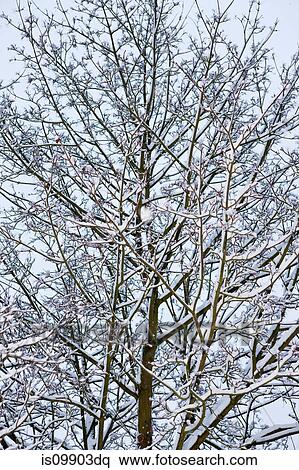 Bare trees in winter View Large Photo Image Stock Photography - Bare trees in winter. Fotosearch