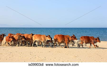 Cattle on sandy beach, Hoi An, Quang Nam, Vietnam View Large Photo Image Stock Image - Cattle on sandy beach, Hoi An, Quang Nam, Vietnam. Fotosearch