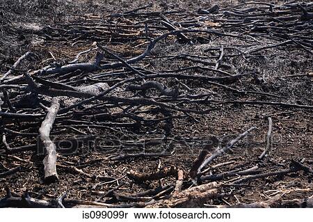 Charred branches on the ground View Large Photo Image Stock Photography - Charred branches on the ground. Fotosearch