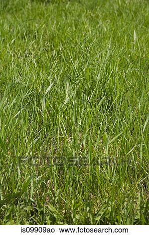 Picture - Green grass close up. Fotosearch