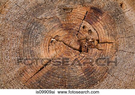 Log, close up View Large Photo Image Stock Image - Log, close up. Fotosearch