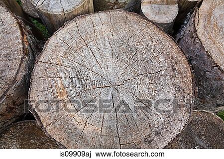 Logs, close up View Large Photo Image Stock Image - Logs, close up. Fotosearch
