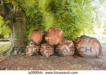 Logs in Ring of Kerry, Ireland View Large Photo Image Stock Image - Logs in Ring of Kerry, Ireland. Fotosearch