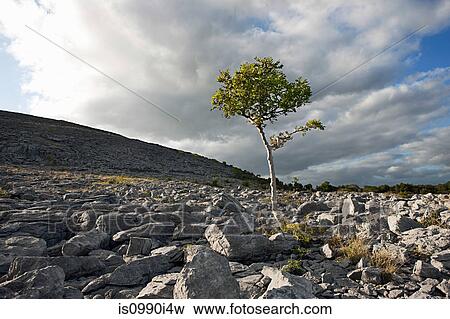 Lone Tree on The Burren, Co. Clare, Ireland View Large Photo Image Stock Photo - Lone Tree on The Burren, Co. Clare, Ireland. Fotosearch