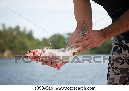 Man holding dead fish View Large Photo Image Picture - Man holding dead fish. Fotosearch