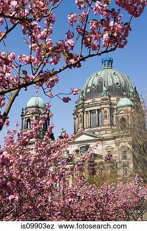 Pink blossom and Berliner Dom, Berlin, Germany View Large Photo Image Stock Photo - Pink blossom and Berliner Dom, Berlin, Germany. Fotosearch