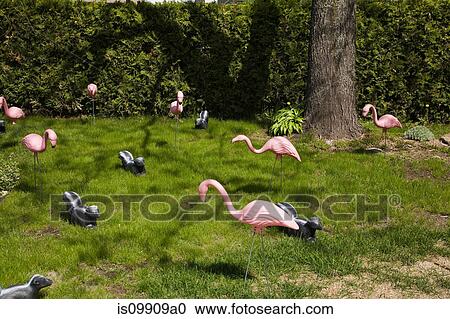 Plastic flamingoes on lawn View Large Photo Image Stock Image - Plastic flamingoes on lawn. Fotosearch