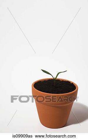 Seedling in plant pot on white background View Large Photo Image Stock Photograph - Seedling in plant pot on white background. Fotosearch