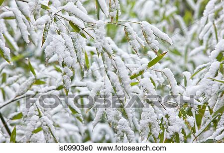 Snow on leaves View Large Photo Image Stock Image - Snow on leaves. Fotosearch