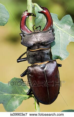 Stock Photo - Stagbeetle, close up. Fotosearch
