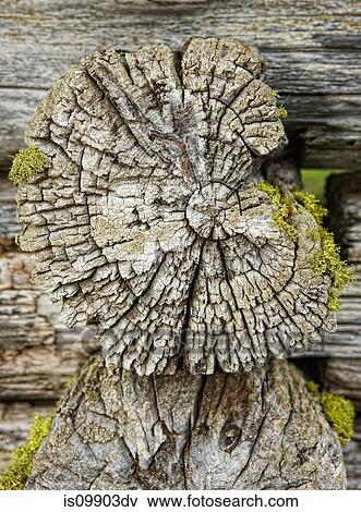 Stock Photo - Tree trunk, cross section. Fotosearch