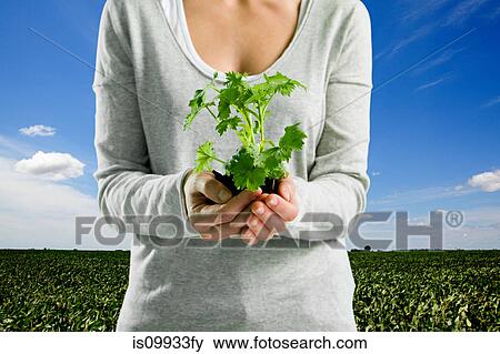 Woman in field holding plant View Large Photo Image Stock Photo - Woman in field holding plant. Fotosearch