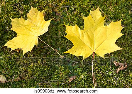 Yellow leaves on grass View Large Photo Image Stock Photo - Yellow leaves on grass. Fotosearch
