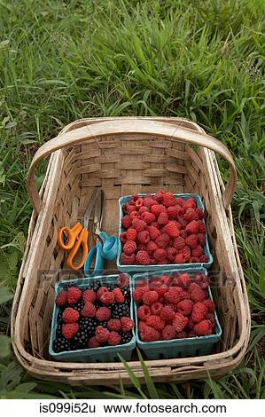 Basket of ripe blackberries and raspberries View Large Photo Image Stock Photograph - Basket of ripe blackberries and raspberries. Fotosearch