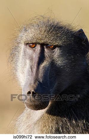 Stock Image - Chacma baboon portrait, Kruger National Park, Africa. Fotosearch