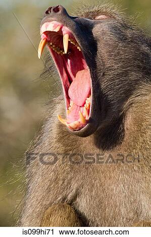 Chacma baboon yawning, Kruger National Park, Africa View Large Photo Image Stock Image - Chacma baboon yawning, Kruger National Park, Africa. Fotosearch