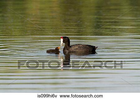 Coot and chick View Large Photo Image Stock Photo - Coot and chick. Fotosearch